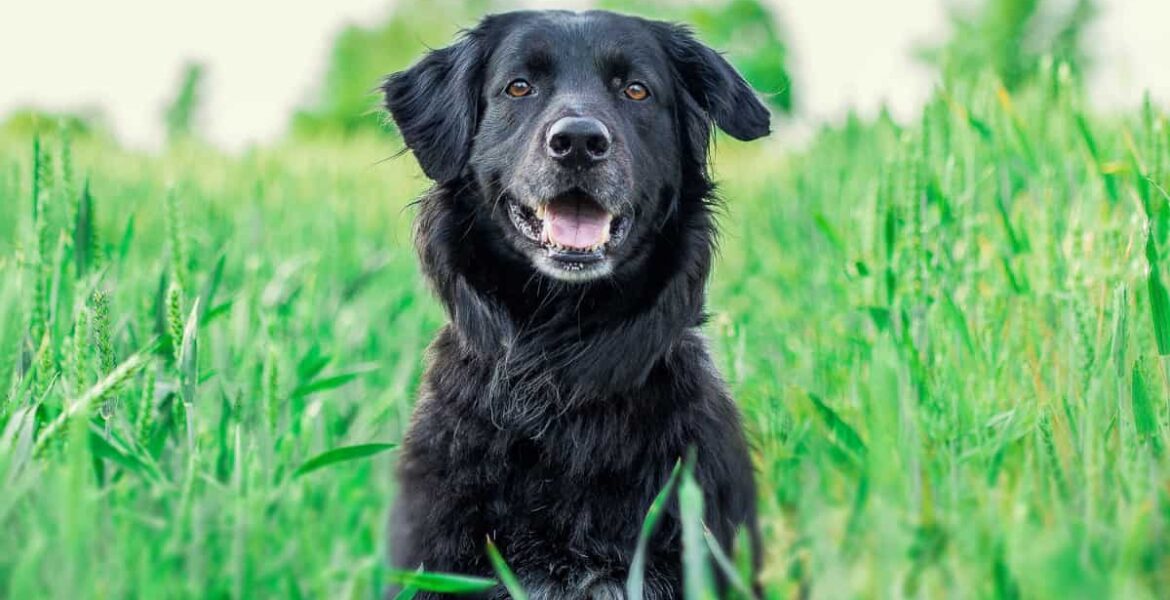Perros crossbreed: nueva tendencia en la cría canina 4