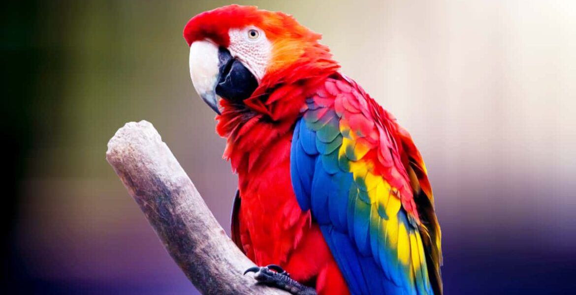 Por qué hablan los loros y otras curiosidades que pocos conocen 4