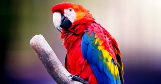 Por qué hablan los loros y otras curiosidades que pocos conocen 7