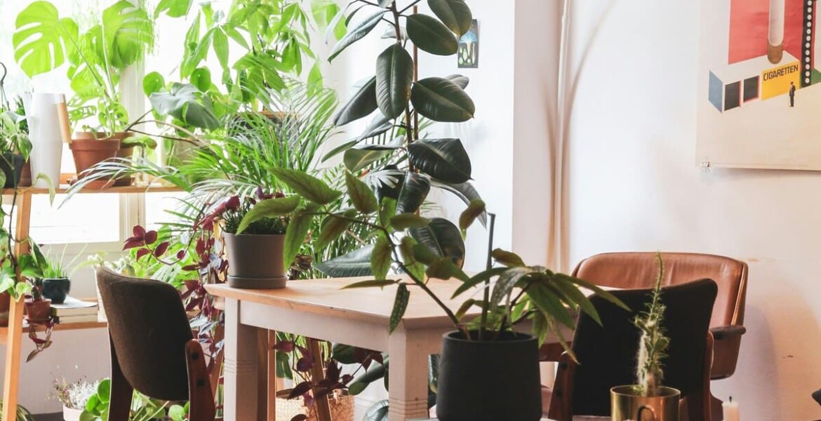 Biofilia decoración