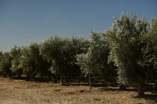 Beneficios del aceite de oliva para la salud humana 4