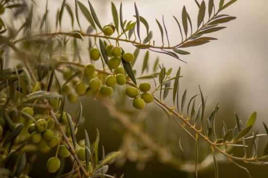 aceite de oliva beneficios