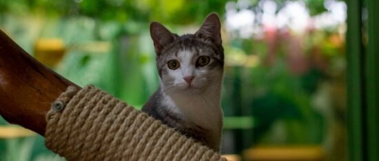 guarderia para gatos