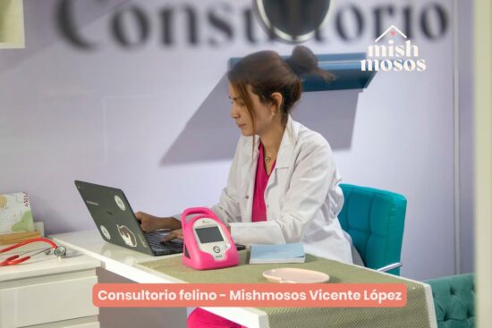 Vacaciones sin estrés: cómo preparar a tu gato para viajar con tranquilidad 10 guarderia de gatos