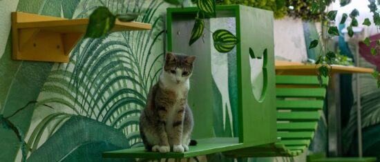 que hago con mi gato si me voy de vacaciones