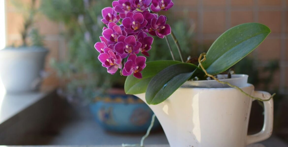 Cómo cuidar una orquídea en casa: