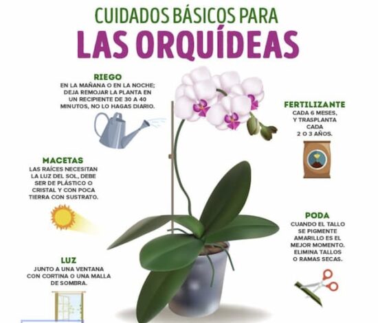 Cómo cuidar una orquídea en casa: guía práctica paso a paso 2