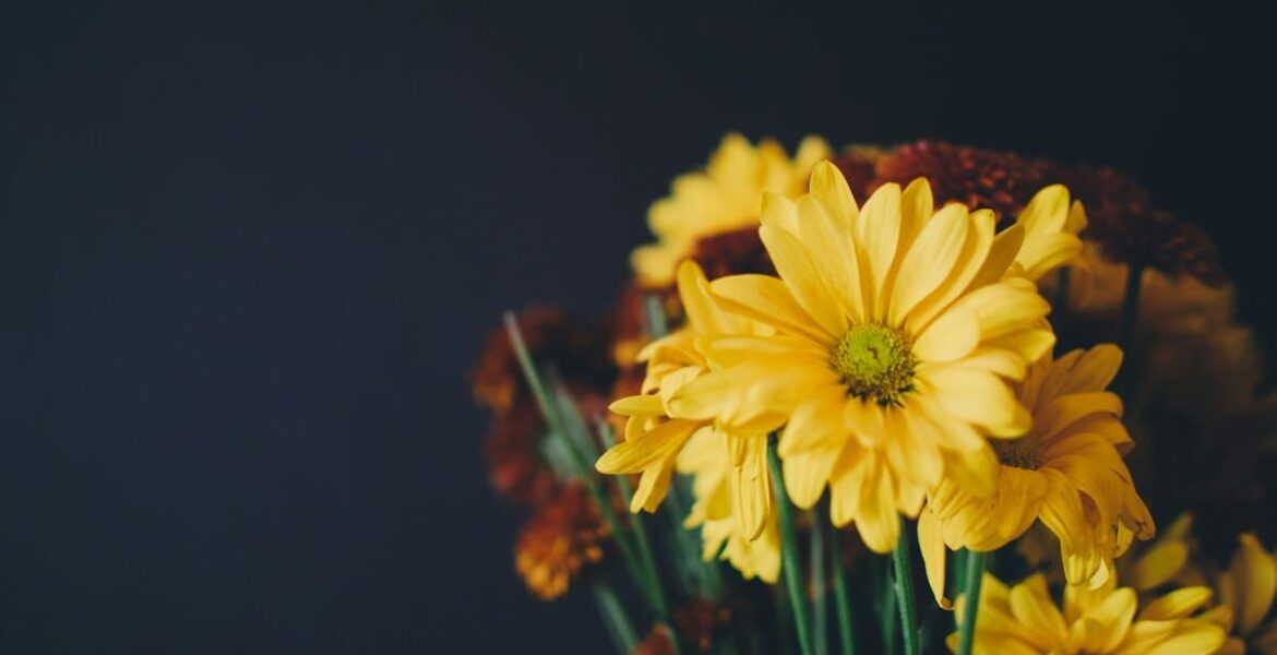 qué significa regalar flores amarillas