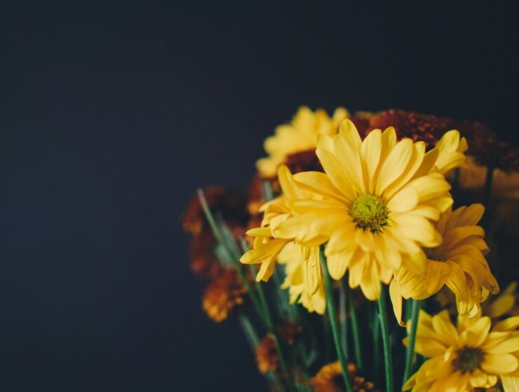 Qué significa regalar flores amarillas: un gesto lleno de simbolismo 9 qué significa regalar flores amarillas