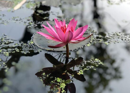 flor de loto significado