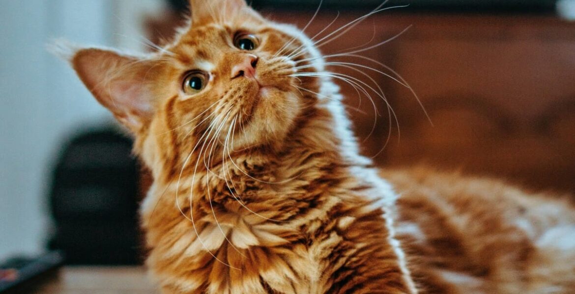 comunicación gato humano