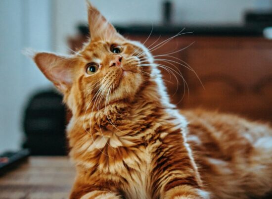 como se orientan los gatos como se orientan los gatos