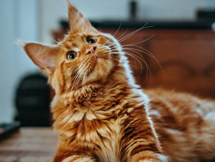 comunicación gato humano