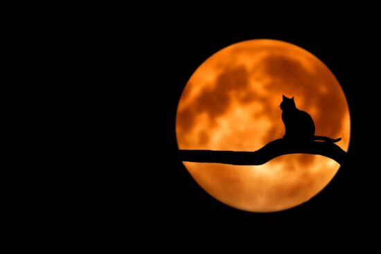 Silueta de un gato contemplando la luna llena de fuego, una metáfora visual de la autoafirmación y el poder personal de la Luna Llena en Leo.
