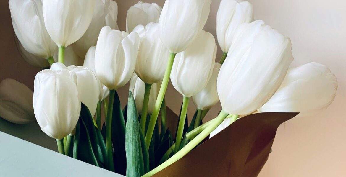 Cómo cuidar los tulipanes