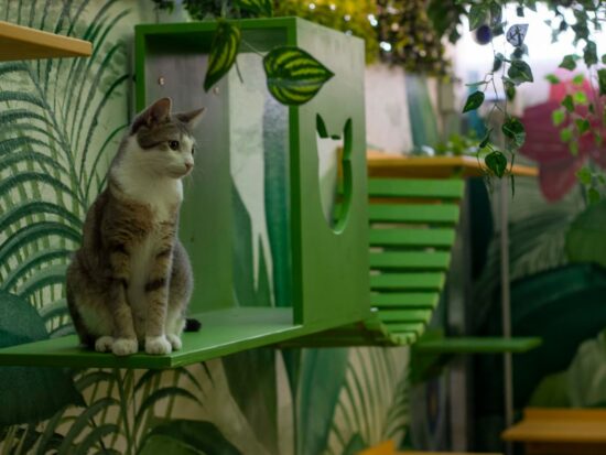 Catsitting y hoteles de gatos: el nuevo estándar de bienestar felino 3 dia del gato