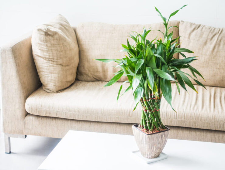 Cómo cuidar un bambú