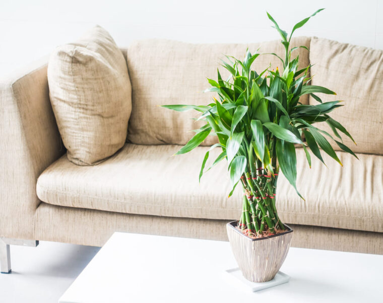 Cómo cuidar un bambú