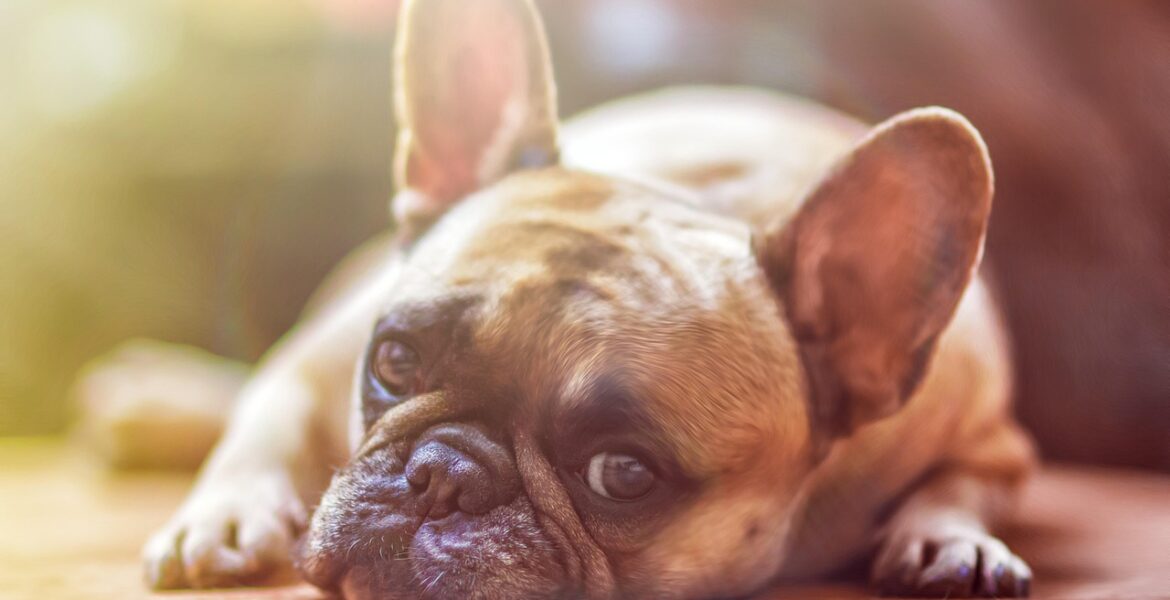 que darle a un perro con diarrea