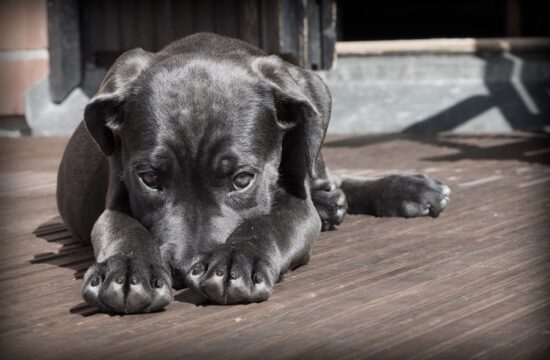 Cachorro negro con aspecto triste, mostrando la importancia de darle agua y suero a un perro con diarrea para evitar la deshidratación.