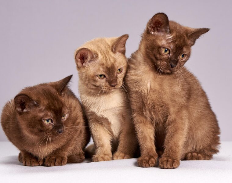 Cómo los gatos encuentran el camino a casa
