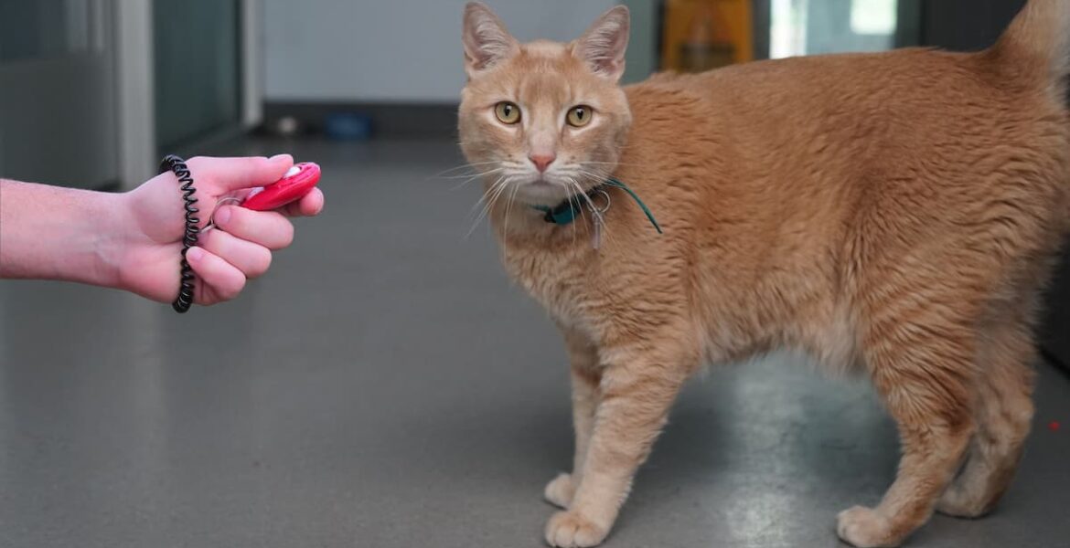 adiestramiento de gatos con clicker