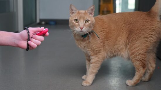 ¿Qué se requiere para adoptar una mascota?