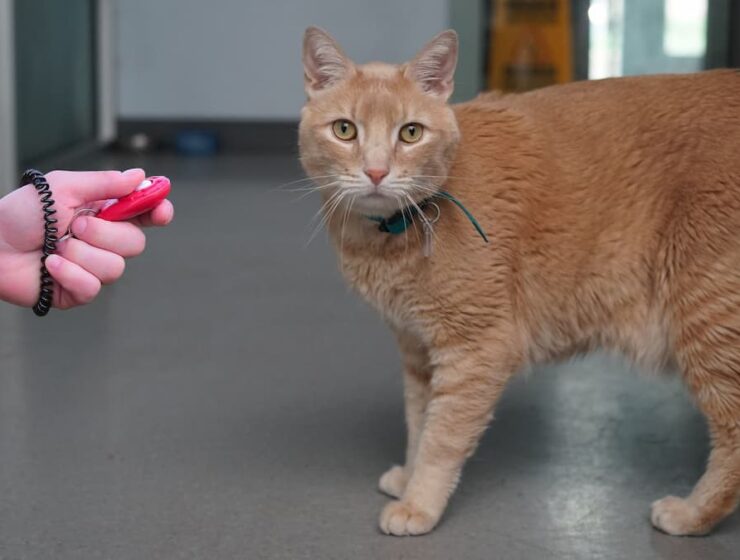 adiestramiento de gatos con clicker