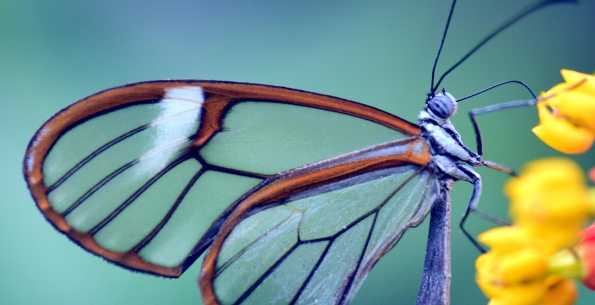 simbolismo de regalar mariposa de cristal