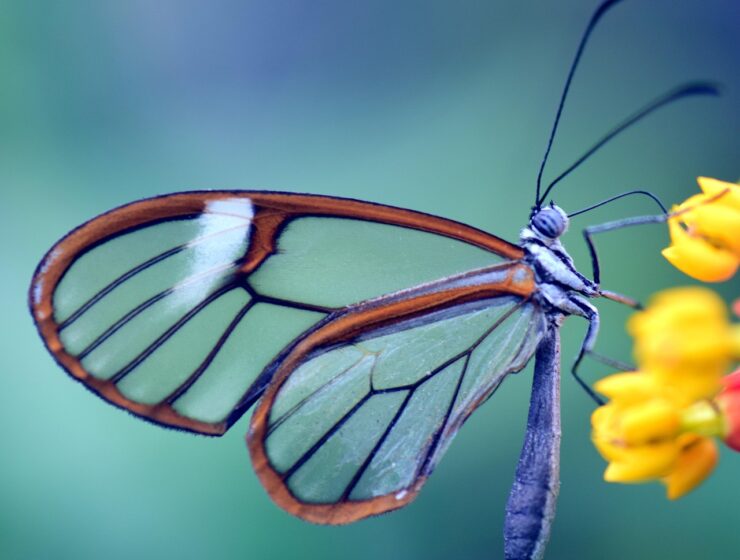 Cuál es el significado de regalar una mariposa de cristal 7 simbolismo de regalar mariposa de cristal