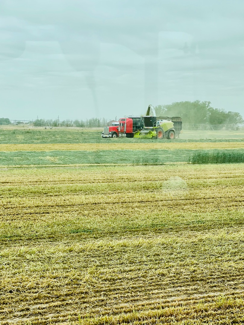 2022 wheat harvest