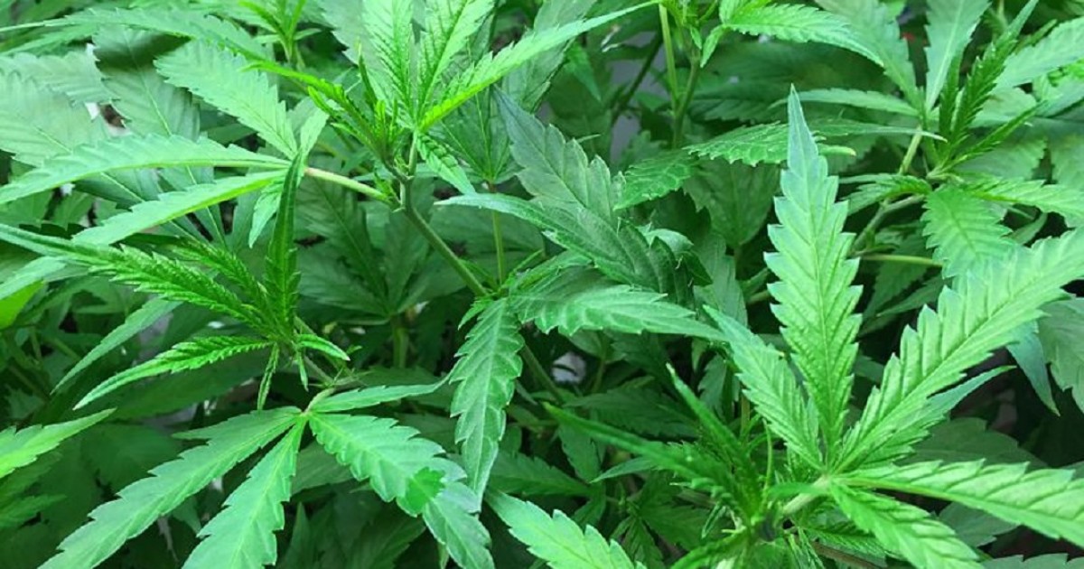 What the Guys Who Coined '420' Think About Their Place in Marijuana History — Bunk