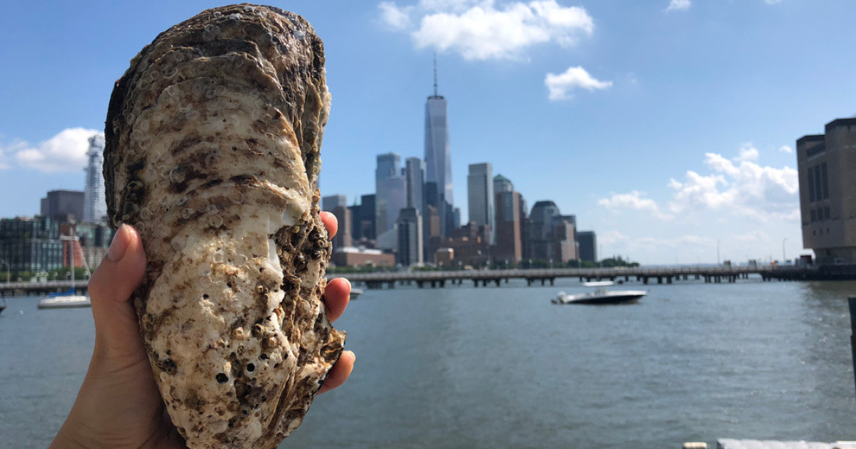 Aw Shucks The Tragic History of New York City Oysters — Bunk