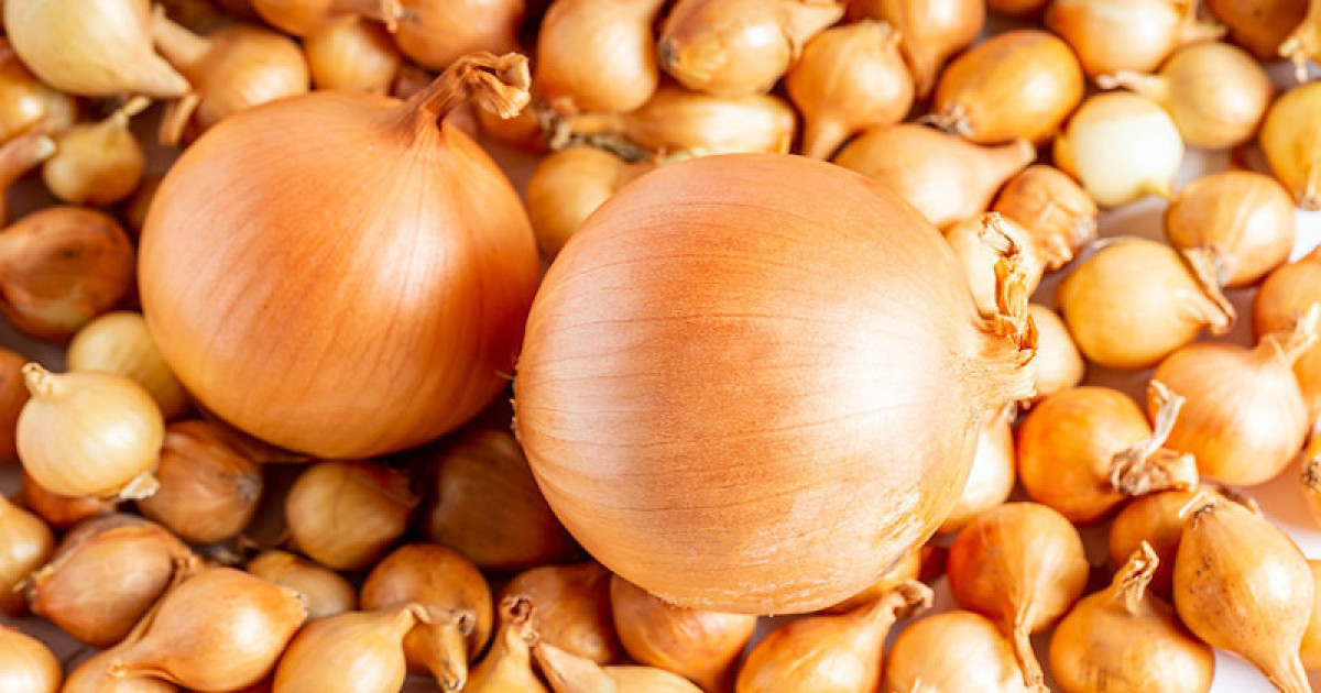 A Brief History of Onions in America — Bunk