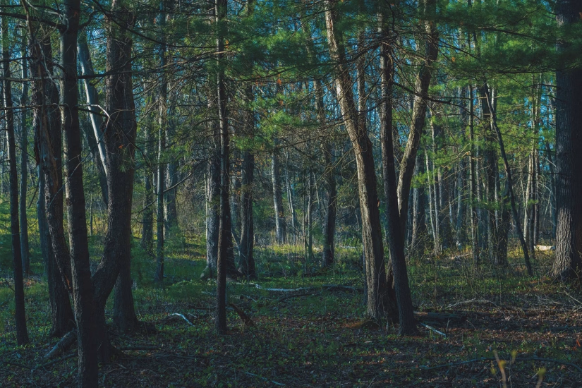 Woods along the path of the British retreat from Concord to Boston.