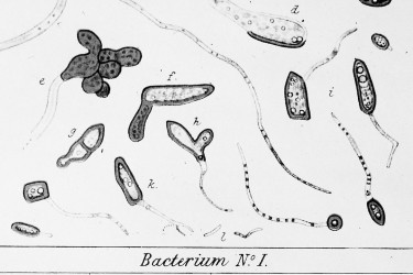 A drawing of a microscopic slide of Bacterium lactis.