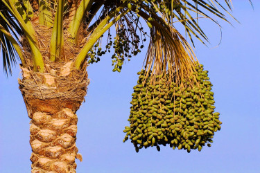 Dates growing on a palm.