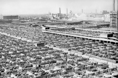 Cattle in pens in Chicago in 1947.