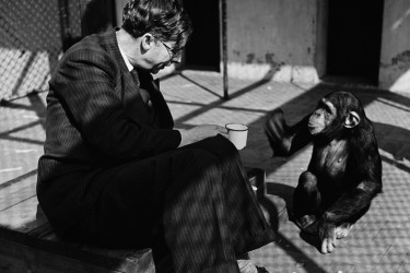 Julian Huxley sitting with a chimpanzee.