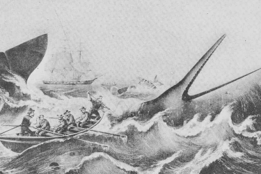 Image of a crew of sailors fighting a whale.