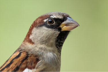 A sparrow.