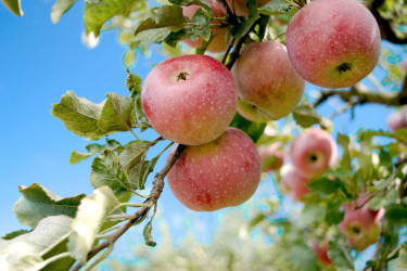 Apples on a branch of an apple tree.