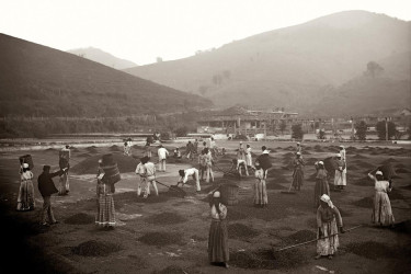 Enslaved people working on a coffee farm in Brazil.