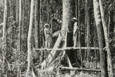 Workers for the Insular Lumber company felling a small Almon