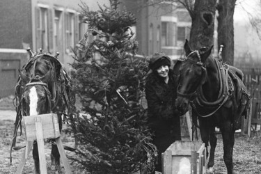 A woman stands next to a Christmas tree and two feeding horses