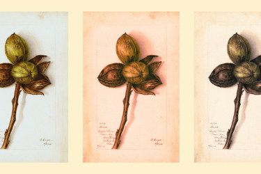 Botanical plate drawings of budding pecans.