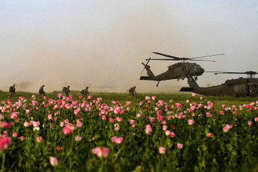 American soldiers and helicopters in a field of poppies.