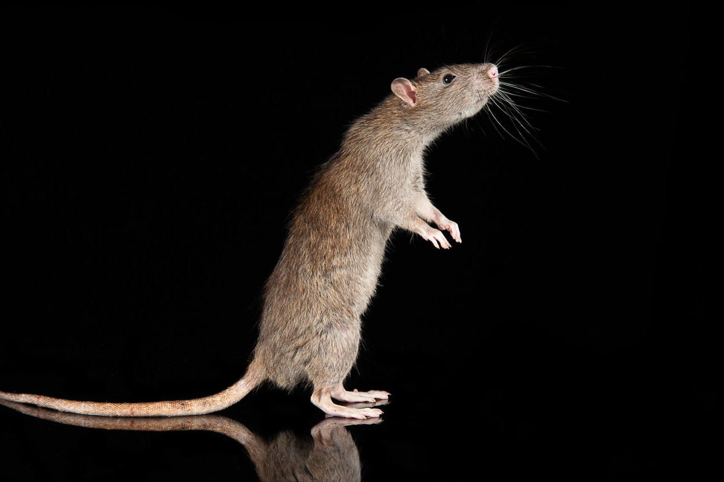 How Big Rats Took Over North America — Bunk History