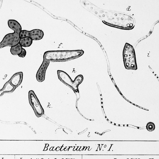 A drawing of a microscopic slide of Bacterium lactis.
