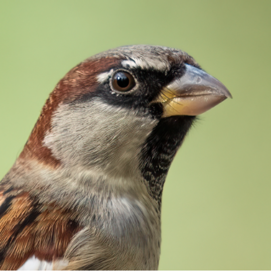 A sparrow.